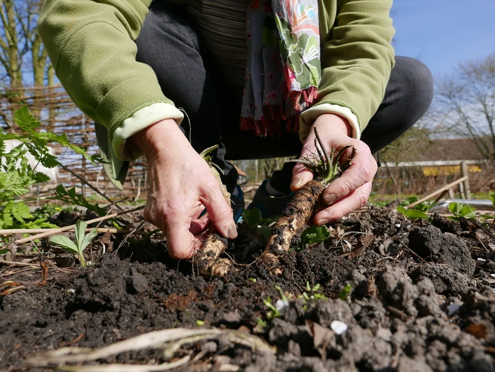 A woman squats in her garden and pushes horseradish roots into the dirt.