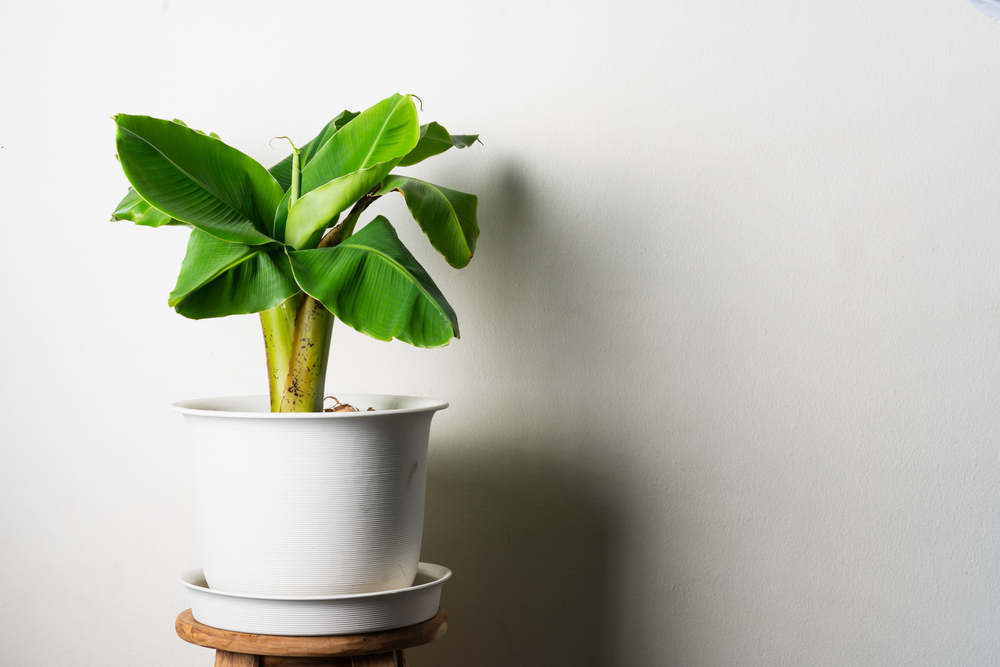 There is a small banana tree growing in a white clay pot. The clay pot is sitting in a saucer on top of a wood stool. The wall behind the banana plant is white. 