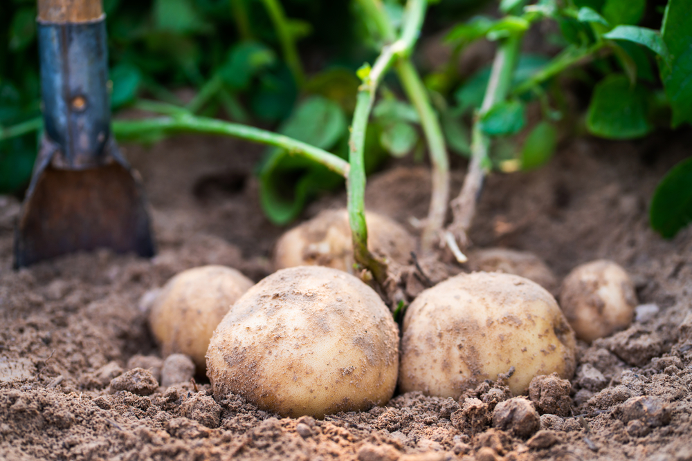 Several potatoes laying in the soil. The potatoes have recently been dug up. There is a shovel in the background and you can see the potato leaves. 