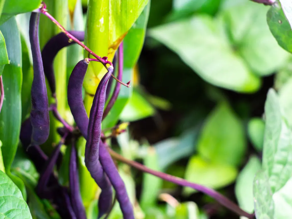 Close up of long purple string beans growing in a garden. The leaves are slightly out of focus. 