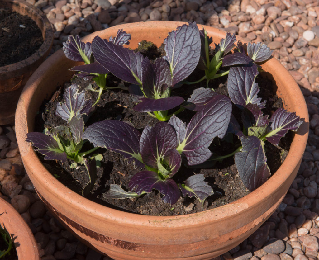 A terra cotta pot sits on top of pea gravel. Growing in the pot are several purple lady bok choy. They are small and several leaves have been damaged by insects. 