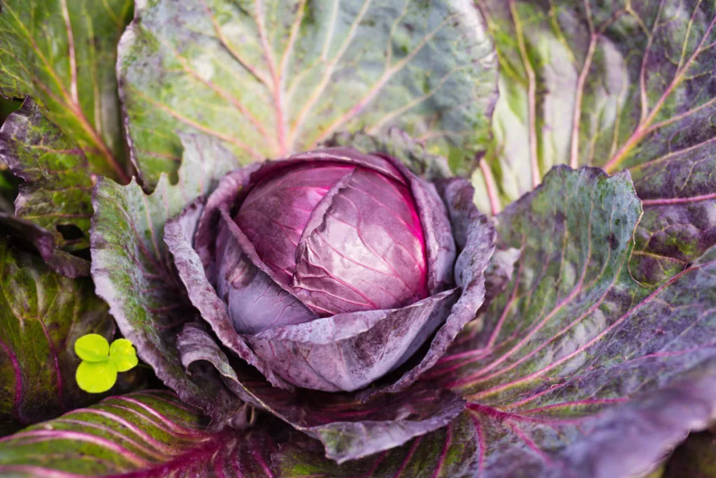 Close up of a red express cabbage growing in the garden. The small red head of cabbage is surrounded by larger purple-green outer leaves. 