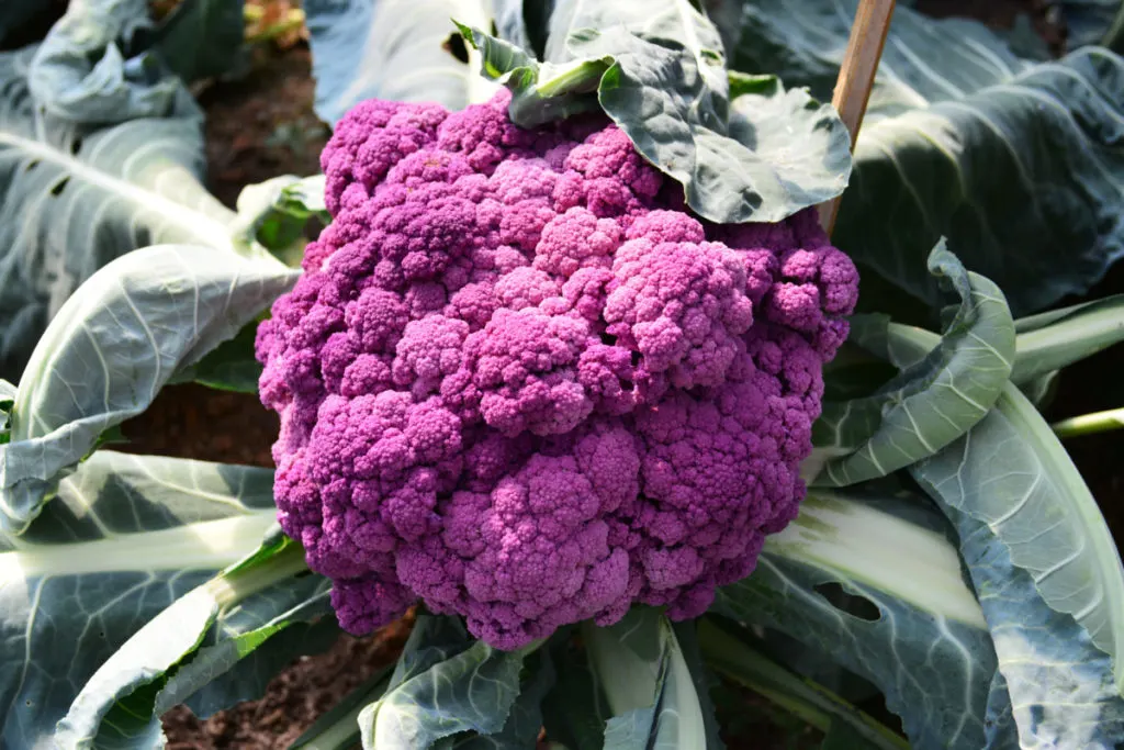 A lilac colored cauliflower growing on it's stalk in the garden. The leaves are a gray-green.