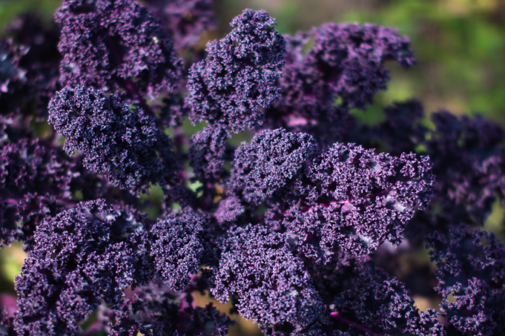 A close up photo of curly purple kale leaves. The photos is slightly out of focus around the edges. 