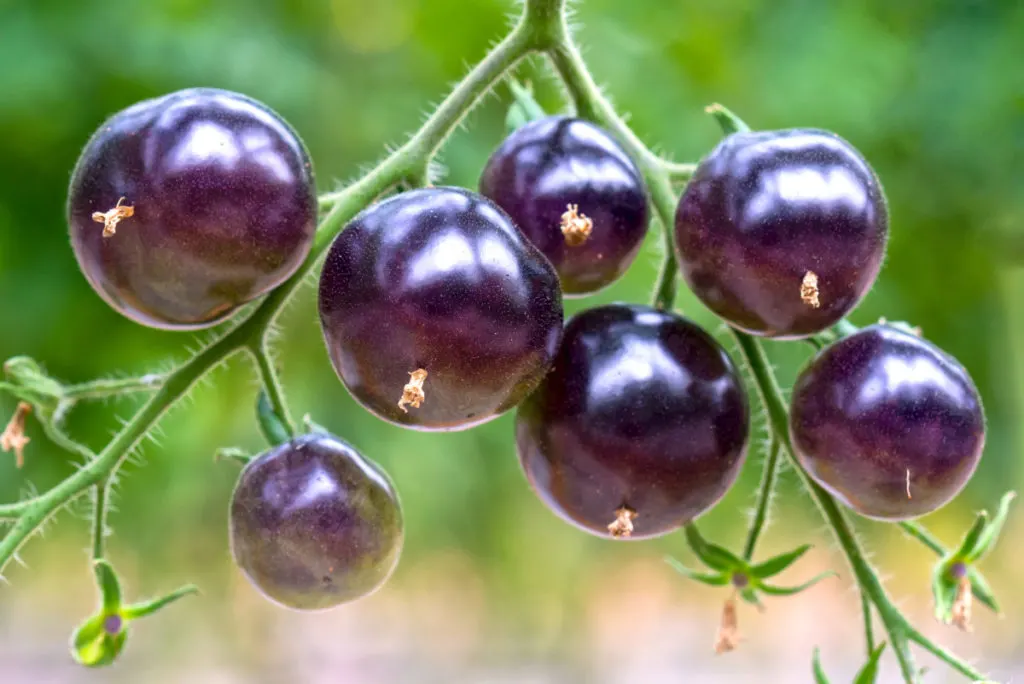 Dark purple cherry tomatoes are growing on a vine.