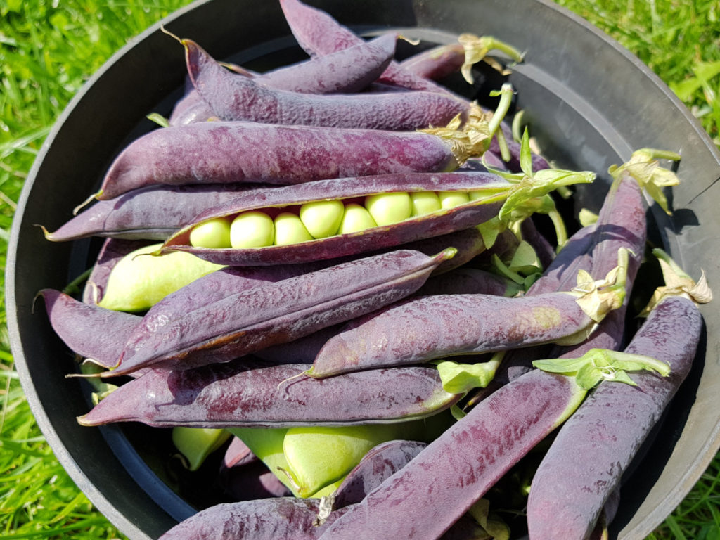 A black plastic planter holds freshly picked, dusky purple pea pods. One of the pods is broken open to reveal light green peas inside. The photo was taken outside in the grass and the sun is shining.