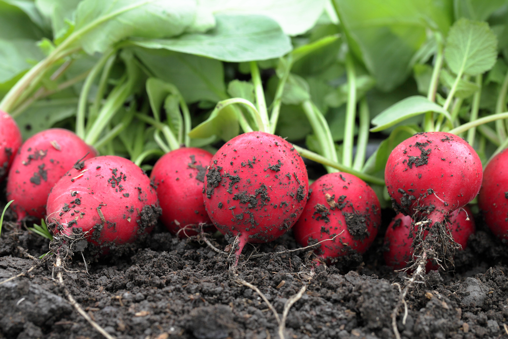 A row of freshly harvested radishes laying in the dirt. The radishes have small flecks of dirt on them. 