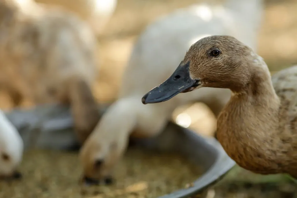 One brown duck with a dark brown bill looks at the camera, other ducks in the background are eating from a container, the background is out of focus.
