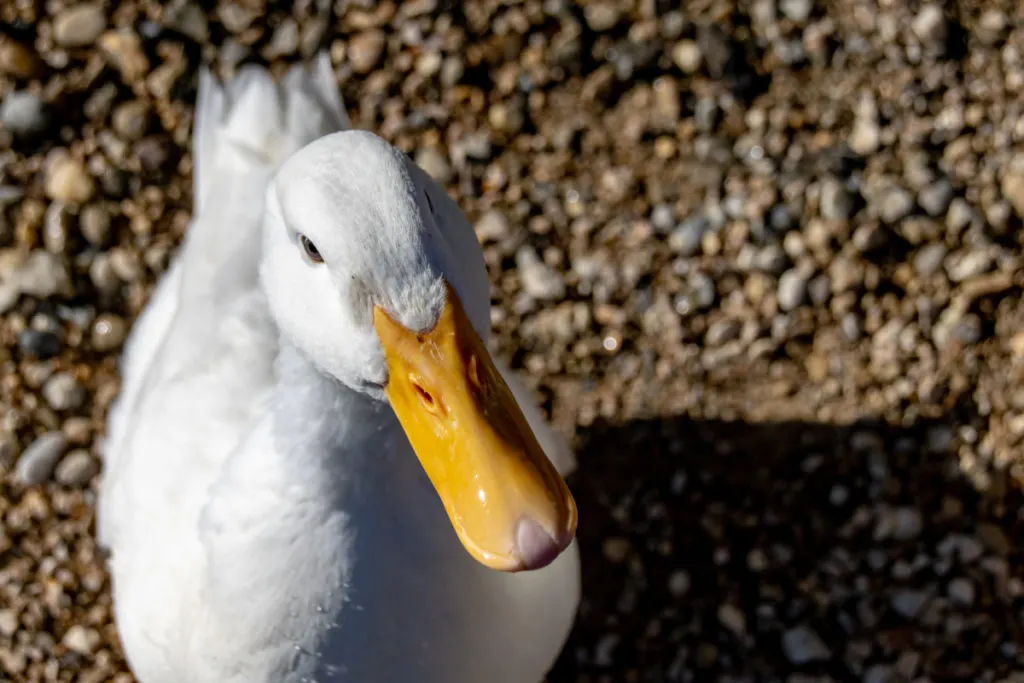 A white duck looks up at the camera. The sun is shining. It's orange bill is bright.