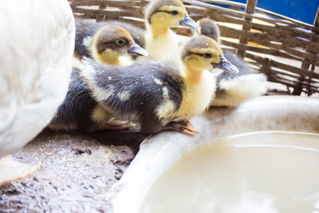 Yellow and brown ducklings sit on the edge of a bowl.