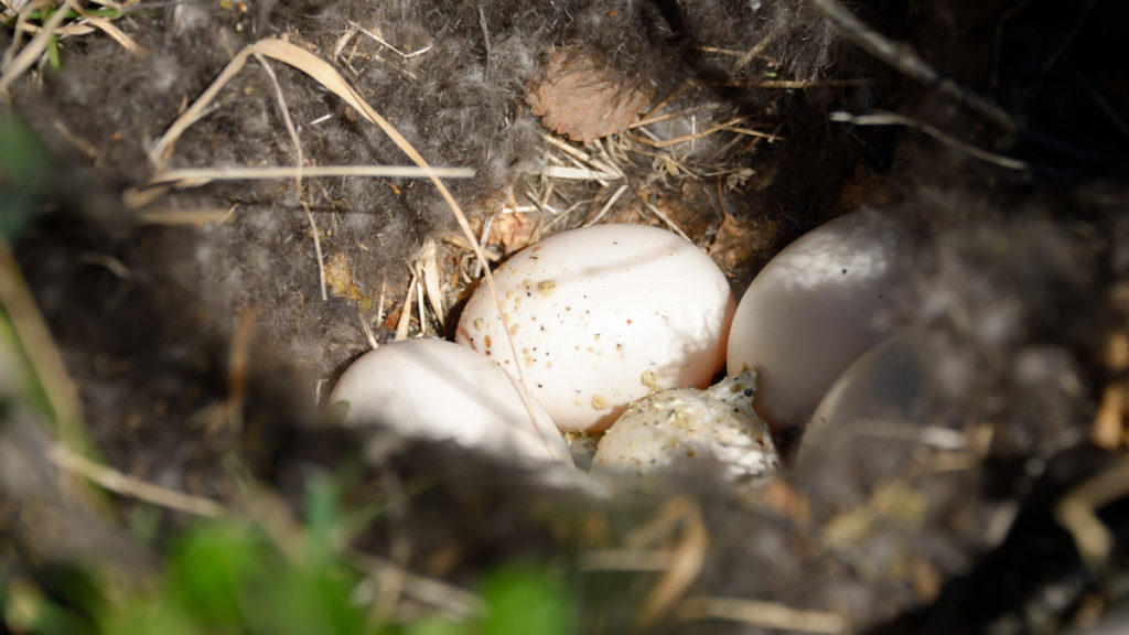 Close up of a feathered duck nest. There are five eggs inside, the sun is shining on the eggs. 