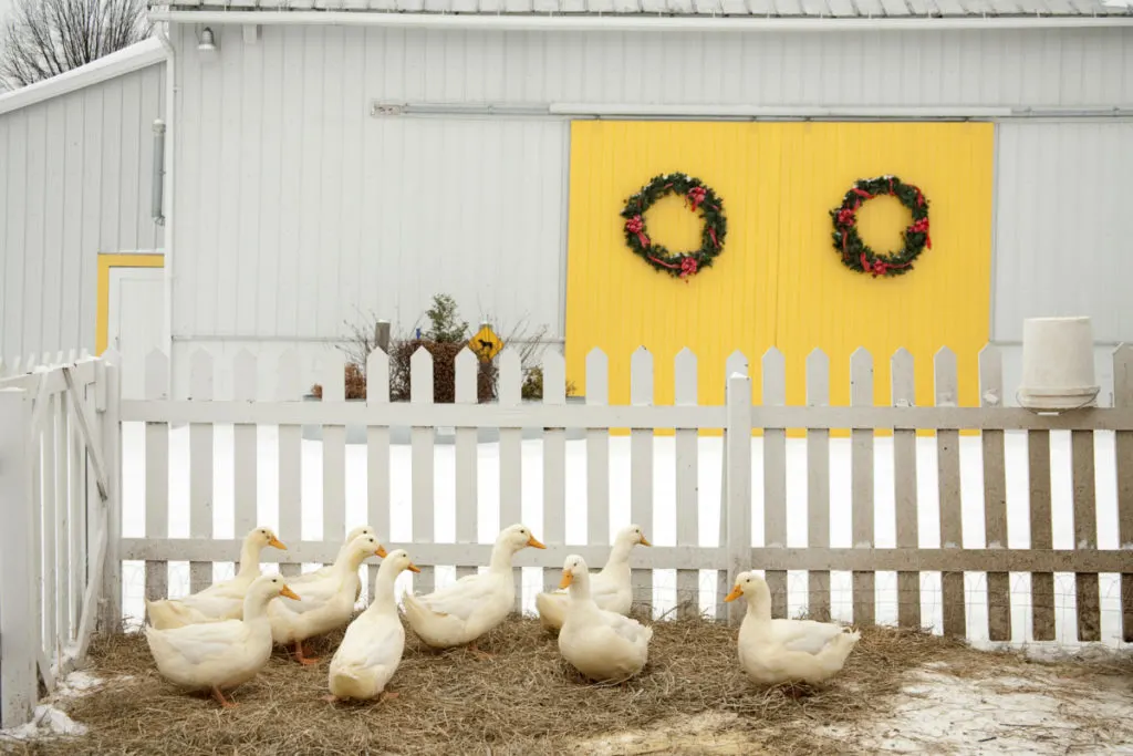 Nine white ducks are sitting on straw over snow in a fenced in pen. There is a white barn behind them with yellow doors. There are Christmas wreaths on the doors.