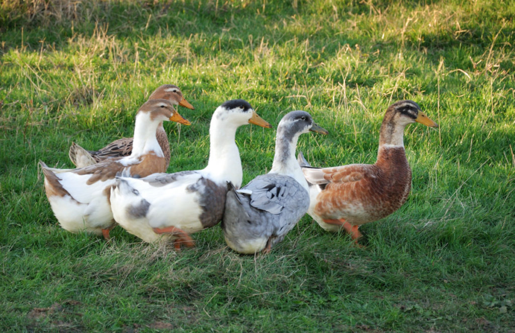 A group of five ducks walking in green grass. The ducks are all different colors, cream and gray or cream and brown.