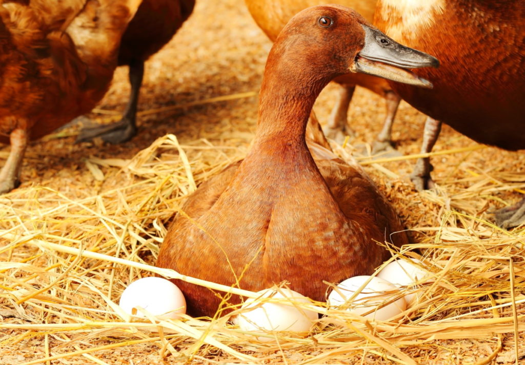 A female duck sits on eggs in a straw nest on the floor of a coop. There are other ducks around her.