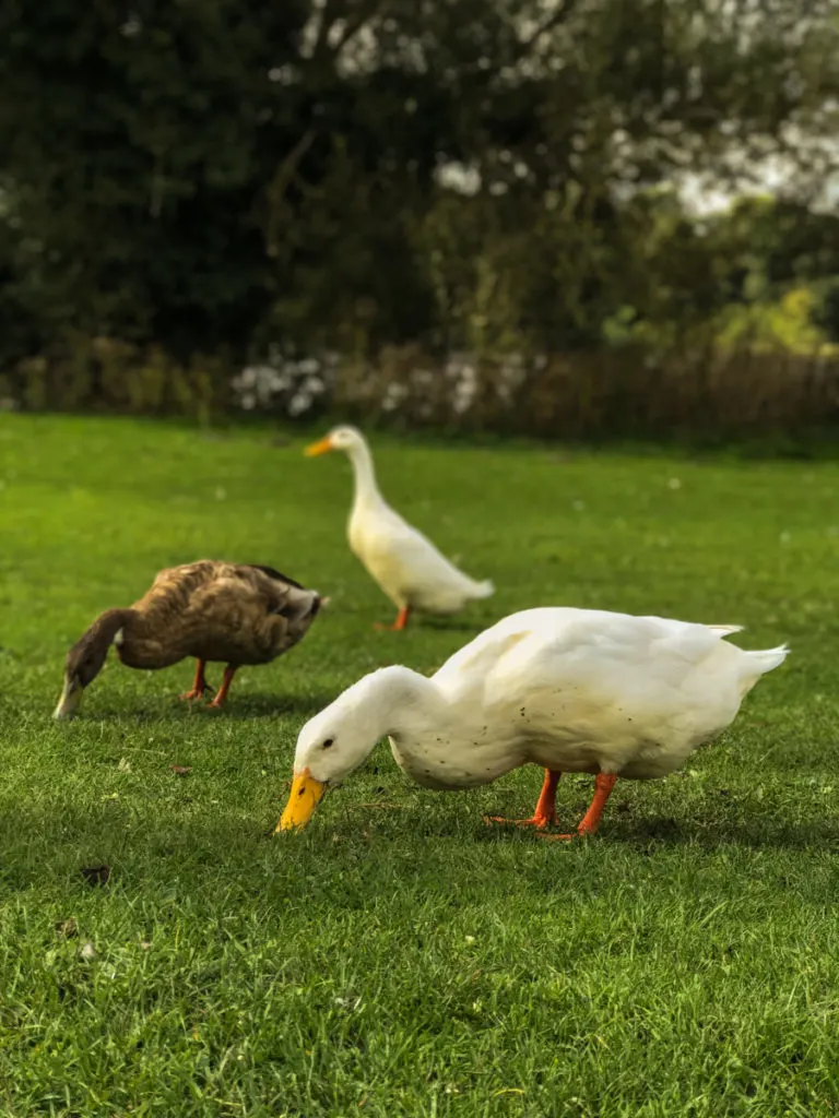 Three ducks forage for food in a grassy lawn. Two ducks are white, one is brown.