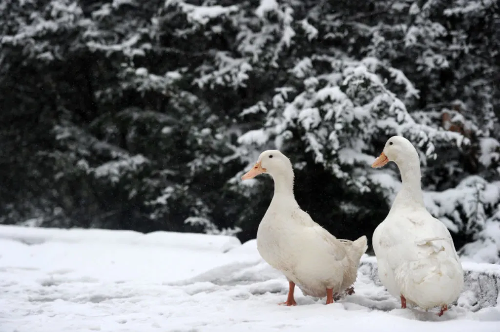 Two white ducks standing in the snow. There are pine trees covered in white snow behind them.