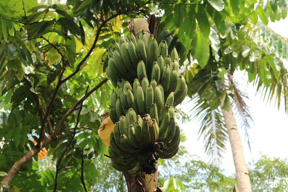 A large cluster of green bananas is hanging from a banana tree. The sun is shining and you can see the blue sky in the background. 