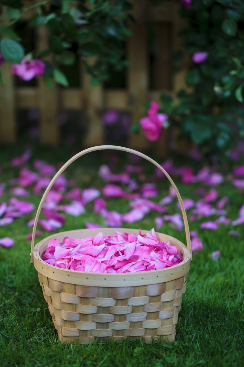 Edible rose petals: Recipes to enjoy your roses - The English Garden