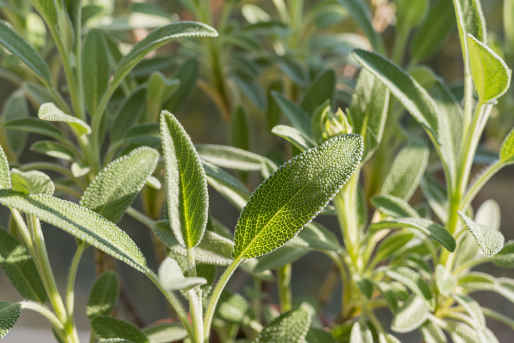 Velvety leaves of a sage plant. The sun is shining behind the closest leaf highlighting the veins. 