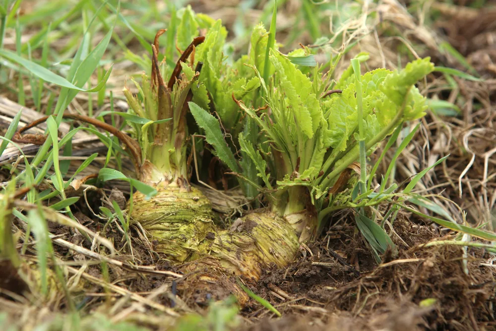 The pale green tops of a horseradish root peek out from the ground, there are small new leaves growing from the tops. The horseradish root is surrounded by grass. 
