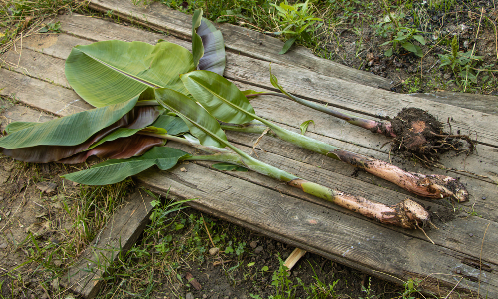Three banana suckers have been trimmed from the plant. They are sitting on a planked board on the ground. 