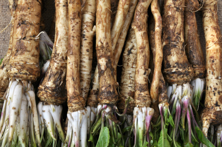 How To Grow Horseradish & 9 Reasons Why You Should