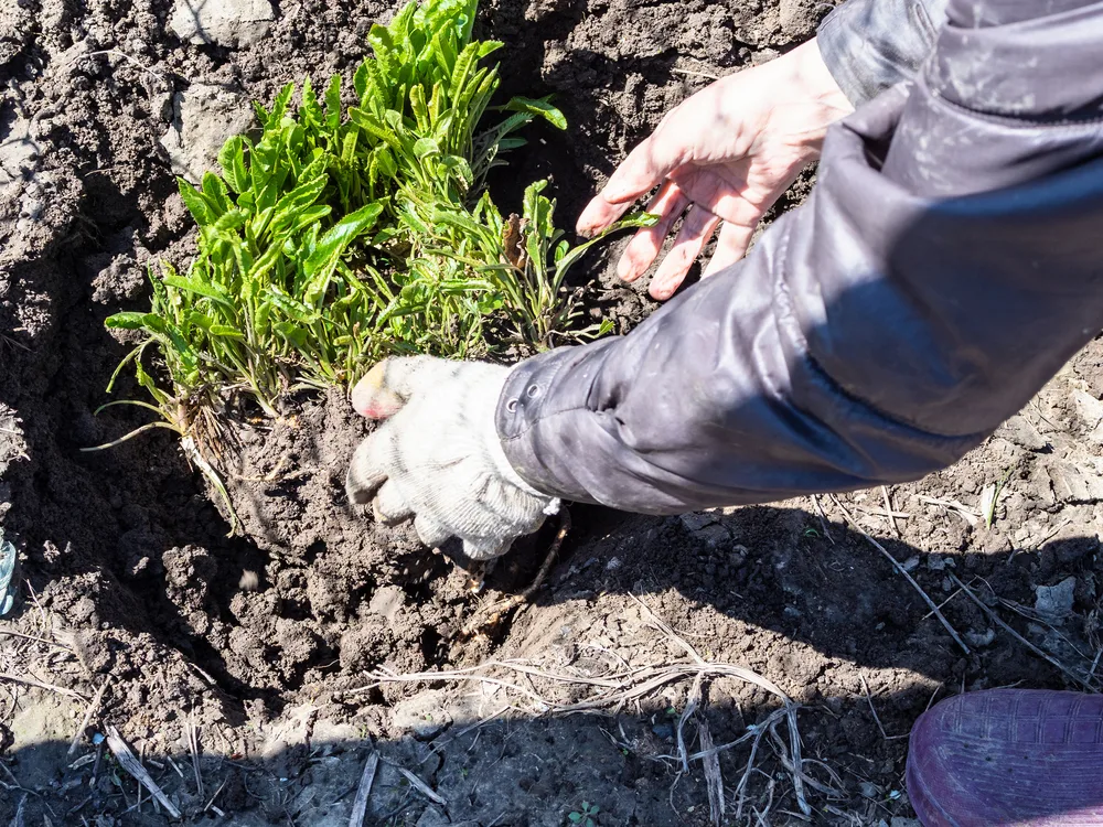 Someone's hands reach into tilled ground to plant small horseradish roots.