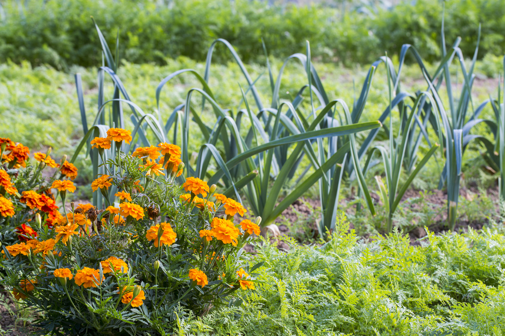 View of a vegetable garden. Carrots are growing in the row in the foreground. There are marigolds growing next to the carrots, and a row of onions behind the carrots. The background is intentionally out of focus. 