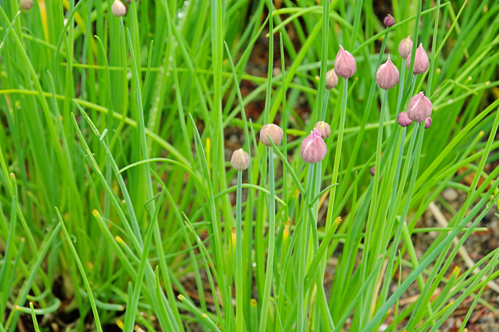 A stand of bright green chives with purple seed heads on their tops. 
