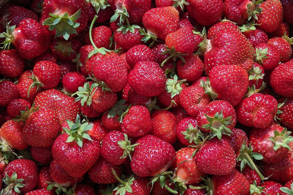 Close up of freshly picked strawberries