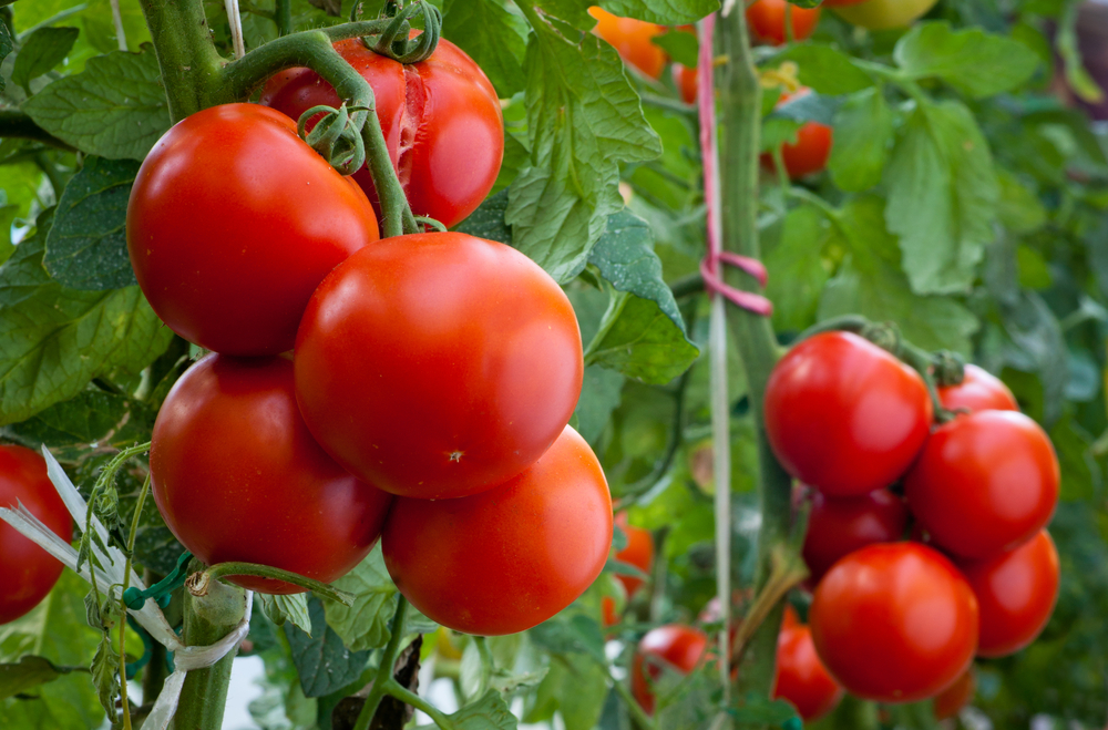 Two large clusters of tomatoes growing on the vine. The tomatoes are bright orange-red.