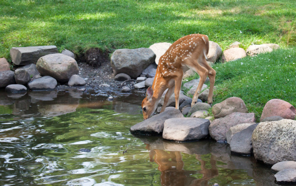 A spotted fawn sips from a rock ringed pond.