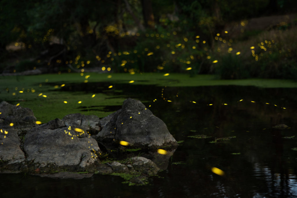 A night time scene of a pond with rocks jutting out of the water. There are the greenish blurs of lightning bugs above the water.
