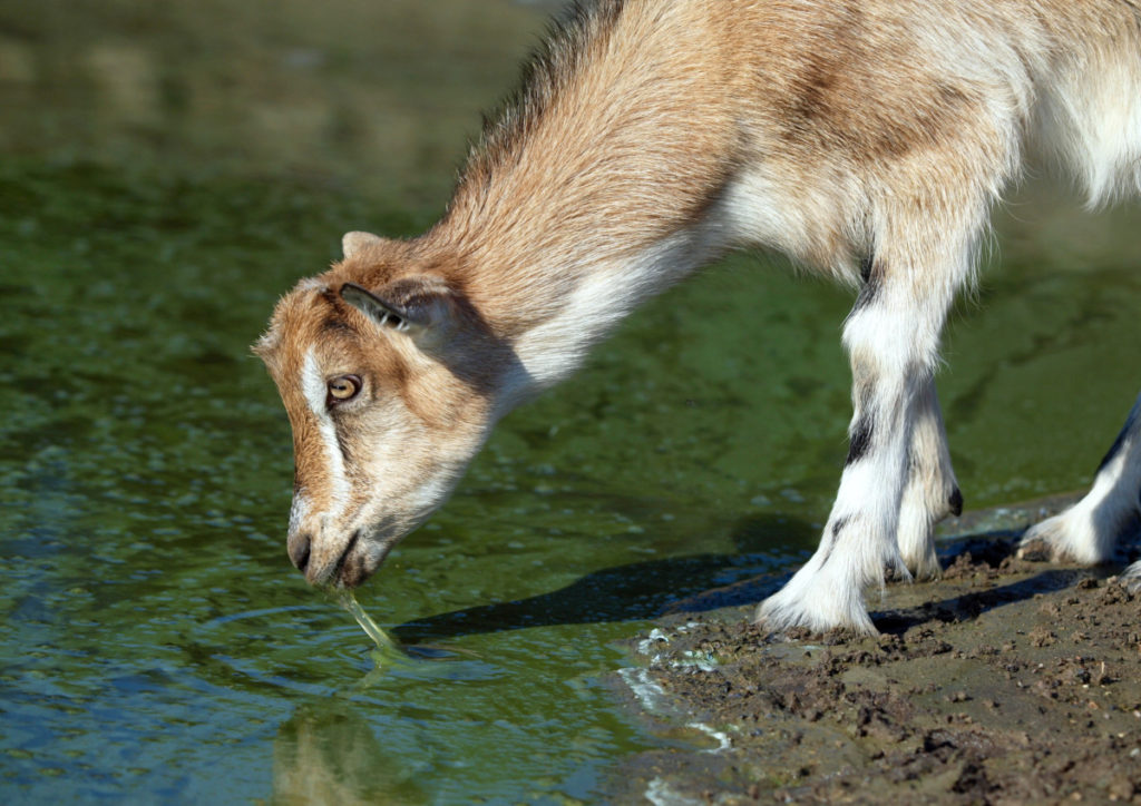 A small goat laps water at the edge of a pond.