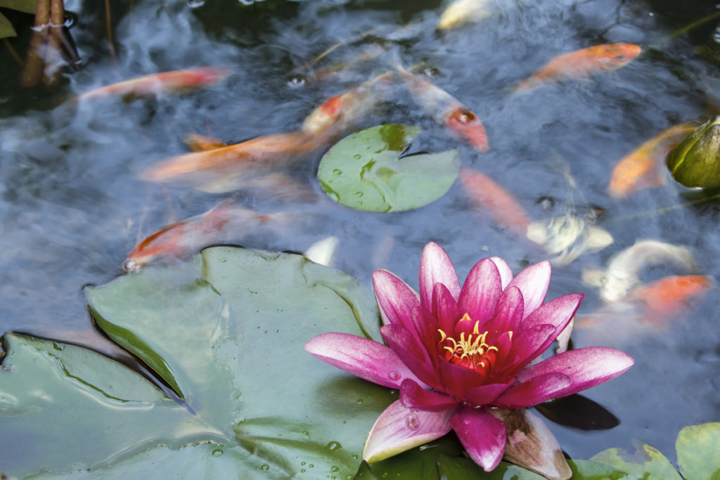 Close up of small koi swimming in a decorative pond. There is a pink flower open on a lily pad on the surface of the water.