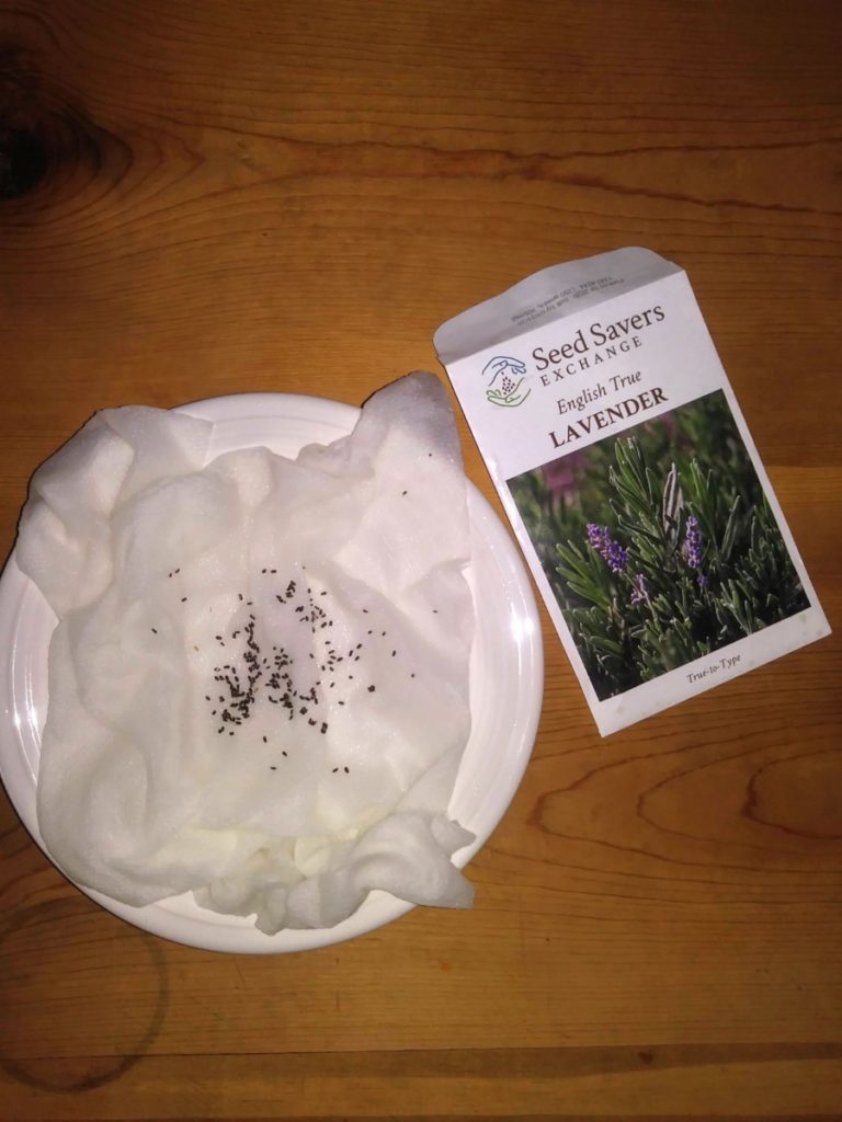Overhead shot of a white plate with a wet paper towel on it with lavender seeds sprinkled on the paper towel. There is an English Lavender seed packet next to the plate.