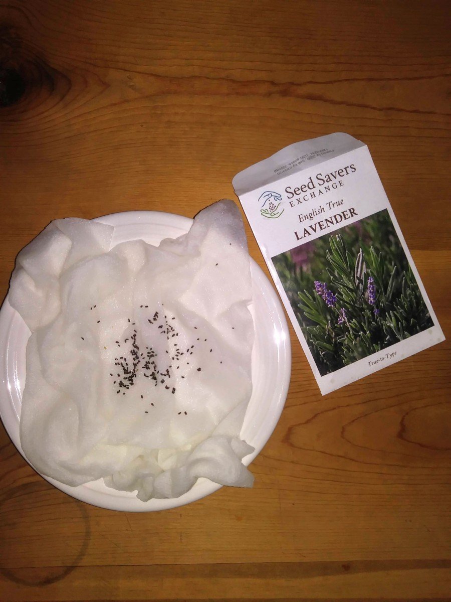 How To Grow Lavender From Seed Or Cuttings The Total Guide