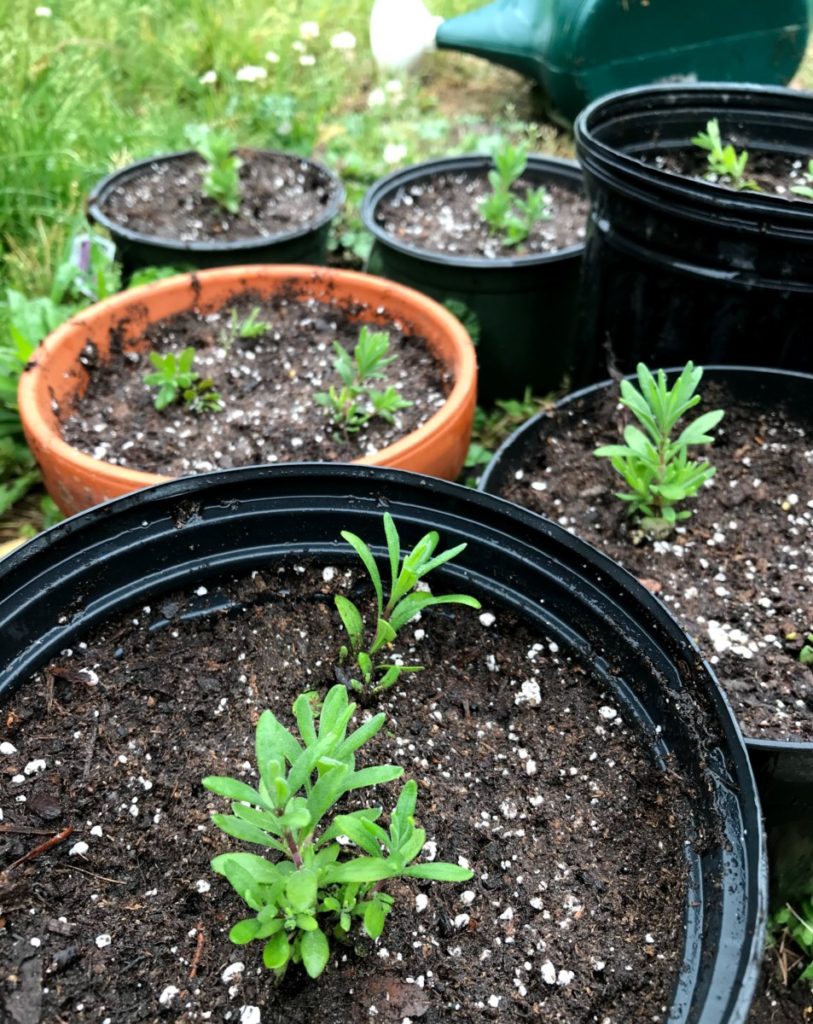 Small lavender seedlings growing in several pots.