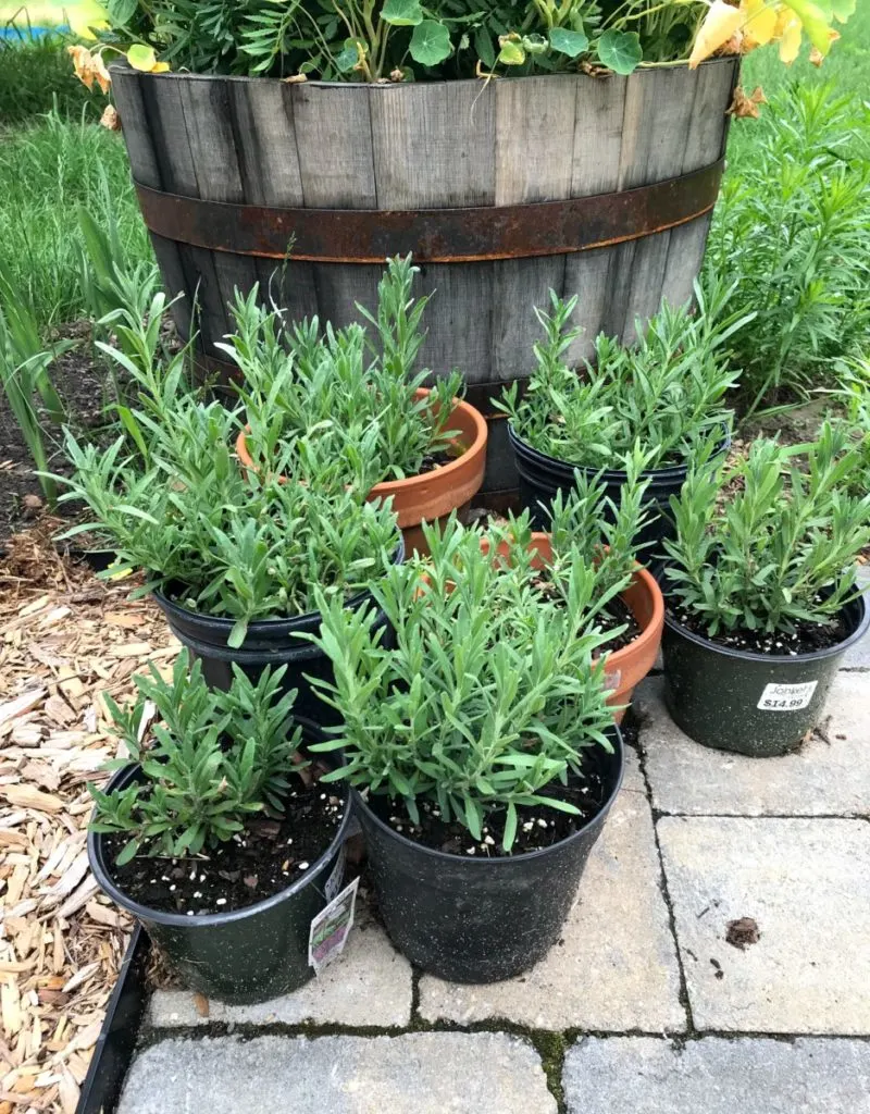 How To Grow Lavender From Seed Or Cuttings: The Total Guide