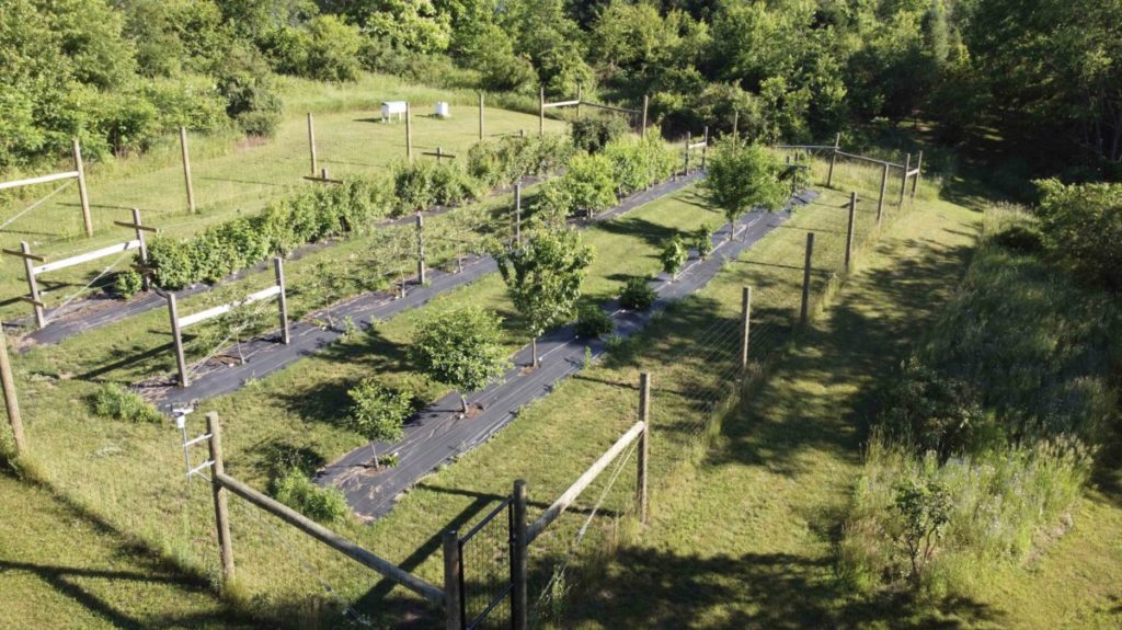 Ariel view of trellised orchard.