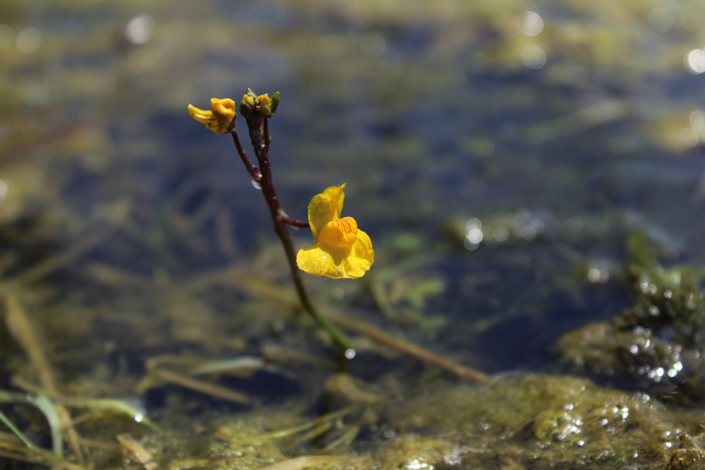 A stalk of bladderwort protrudes from the surface of a pond. There is a small yellow flower growing from it with two other closed buds.
