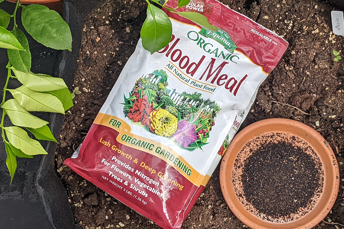 7 Reasons You Should Be Using Blood Meal Fertilizer In The Garden