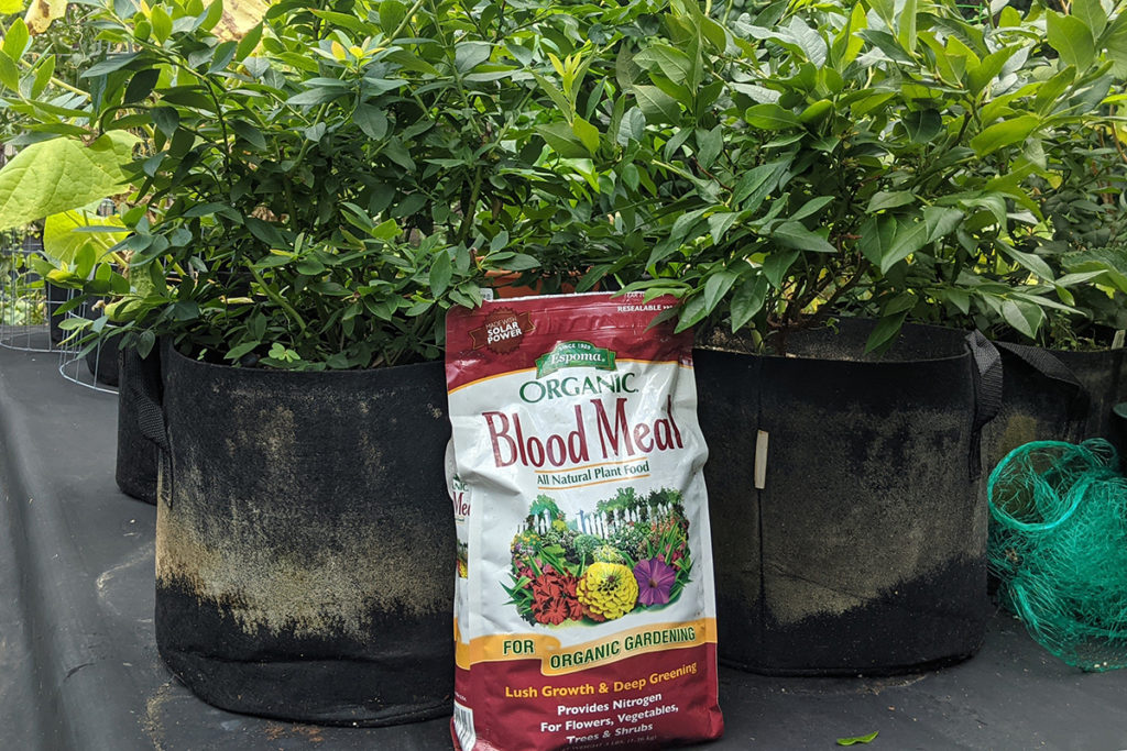 A bag of blood meal fertilizer leaning against two grow bags with blueberry bushes in them.