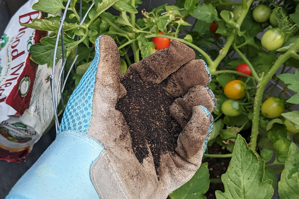 Gloved hand holding blood meal fertilizer in the palm over a tomato plant. The bag of fertilizer is resting against the tomato cage. 