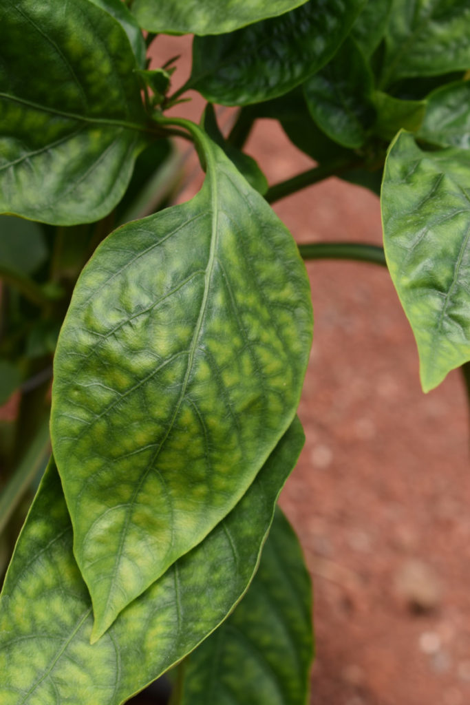 close up of yellowing pepper leaves due to a nitrogen deficiency.