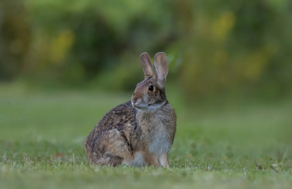 A wild rabbit in a field of grass.