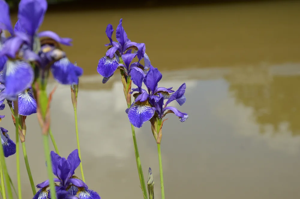 The photo focuses on several slender purple iris, the muddy water of a pond is in the background.