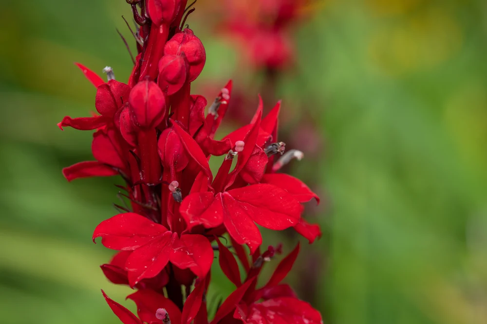 Close up of the bright red petals of a cardinal flower. It's a tall stalk-like flower with many petals.