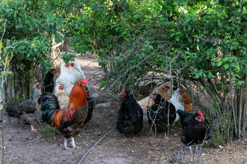 A flock of chickens lounging in the shade of low-growing bushes.