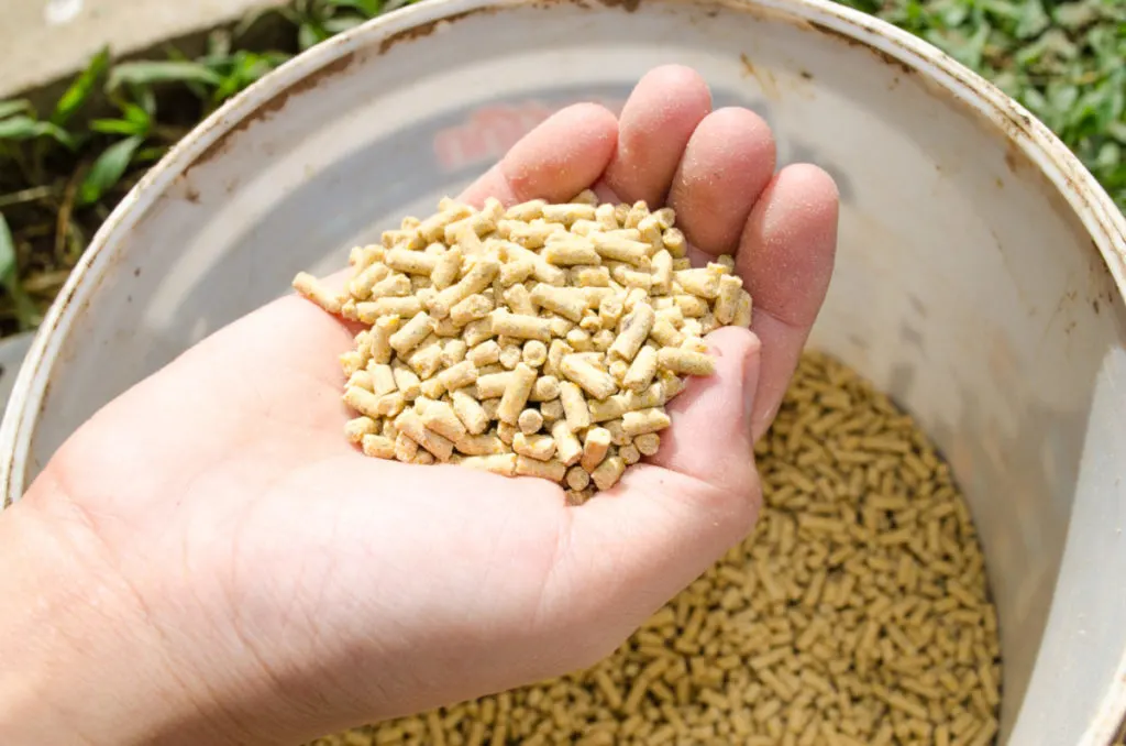 A handful of chicken feed held over the bucket of feed.